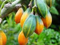 پاپایا برگ بلوطی - معرفی درختان میوه